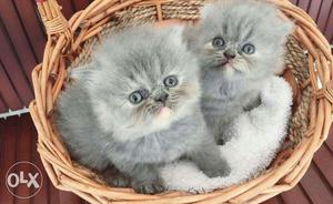 British Long Haired Blue Kittens pure breed