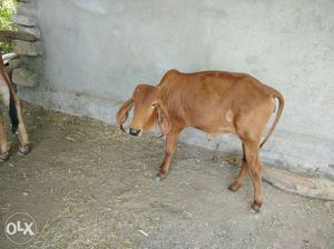 Brown Cow In Rajkot