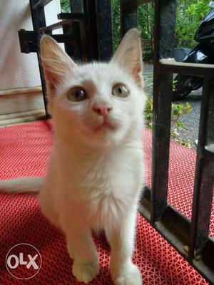 Cat.turkish breed. white colour