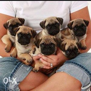 Cute Pug Puppies avable pure breed import quality puppies