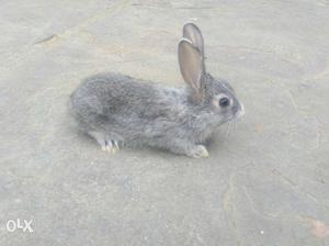 Cute bunnies (rabbits) available in many