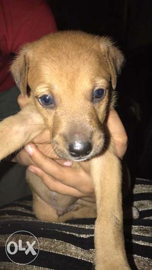 Cute puppy 1 month old,need one good owner for