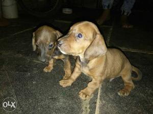 Dash hound,one male nd one female each .