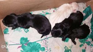 Dayold Black And Yellow Labrador Retriever Puppy Litter