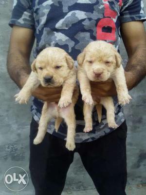Dhoom machale breed labrador pupp all breed pupp available
