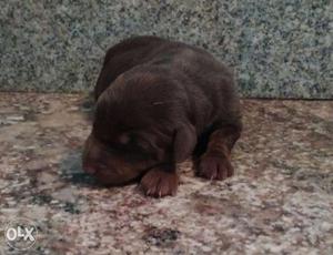 Doberman female puppies for sale(liver and tan