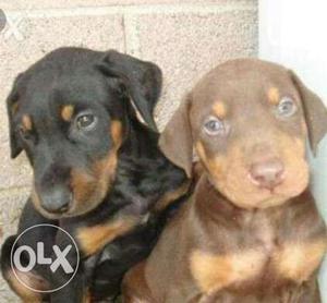 Doberman male /female puppies available in lko