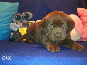 Dogshub Akotas kennel Biggest Biggest Labrador puppy