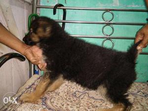 Female GSD, 70 days only, All vaccinations
