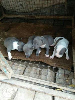 Female american bully on sale pure mother father