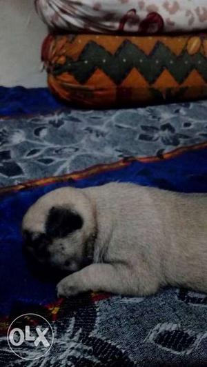 Female pug of 20 days for caring home.