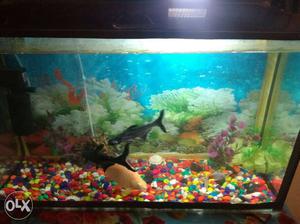 Fish Tank With Albino Oscar Fish