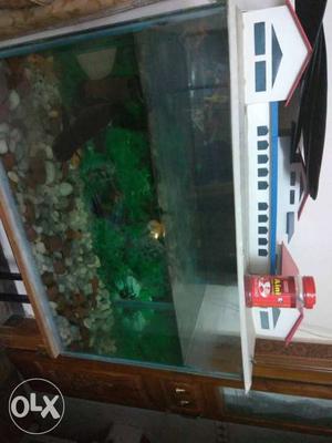 Fish tank immediate sale. since I'm going out of
