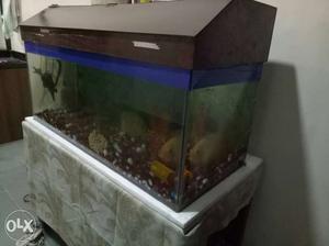 Fish tank with components and 2 sivram fish