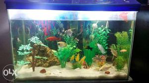 Fish tank with top cover tank size 2ft 2×1