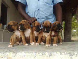 Five Brown Boxer Puppies