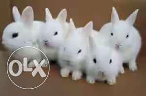 Five Short Fur White Rabbits