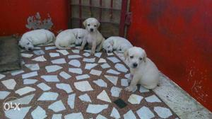 Five White Puppies