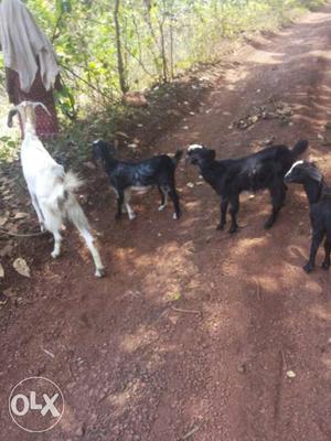 Four Black And White Goat Kids