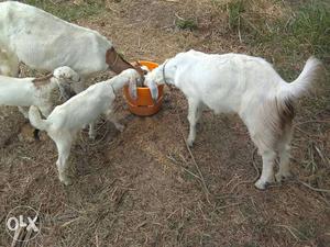 Four White Goat