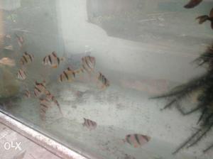 Fresh and active tiger barbs..interested pls