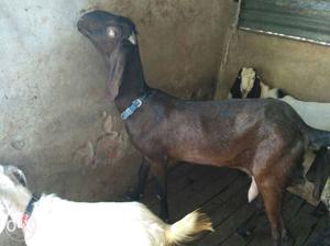 Full nasi long length goat