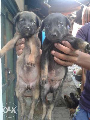 German Shepherd Puppies