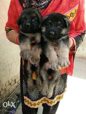 German Shepherd cute pup for sell at affordable