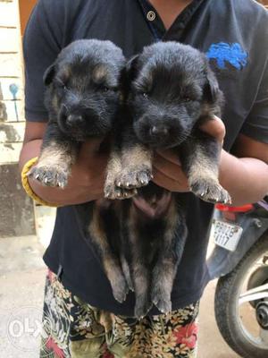 German Shepherd double coat male Puppies