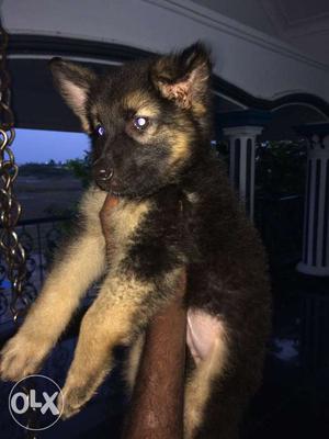 German sheperd male puppy available...original