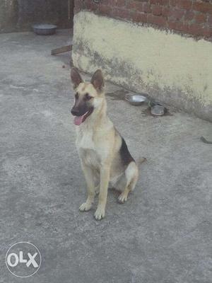 German shephard female puppy for sale only 7