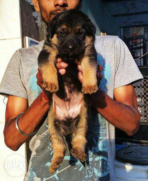 German shepherd # puppy male for sell at best