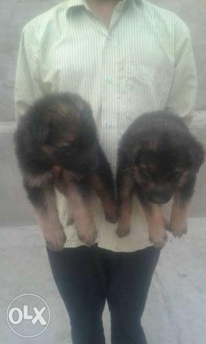 German shepherd pups available for sale