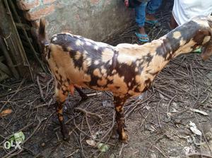 Goat Pregnant 3 months Ajmeri Only Rs.