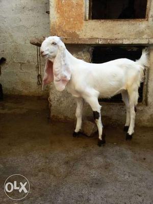 Goat jamanapari female 6 months