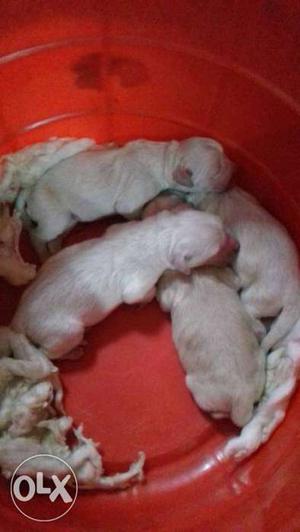 Golden retriever puppies Age:- 20 days old Price