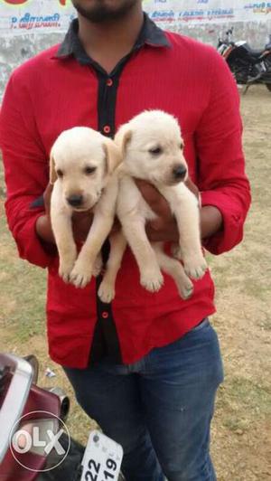 Good Quality lab male pups avilable