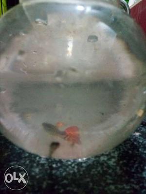 Good guppies for sale urgent 10 rs per pair every color