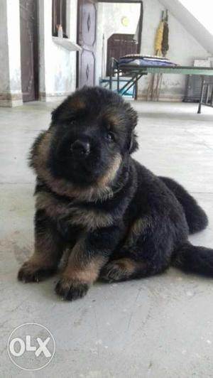 Good quality GSD male female puppies available