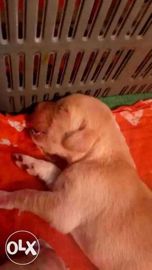 Goood breed golden Labrador just 6 days old puppy