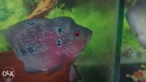 Gray And Red Scaled Flowerhorn