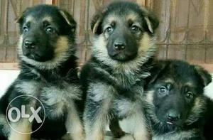 Gsd Puppies sale