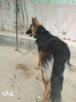 Gsd dog health and looking beautiful female 10