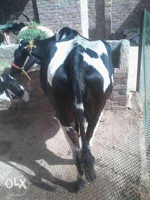 HF cow 2 mhine ghab 10 liter dhud