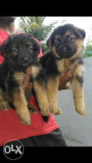 Heavy germanship male and female puppys avilable