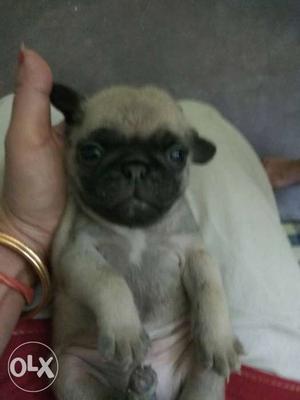 Heavy pug for sale