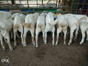 Herd Of White Goats