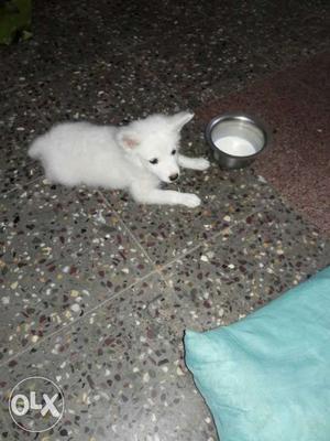 Hi. tis s just 45 days male pomerian. contact