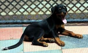 High breed Rouitweiler male puppy for sale 4