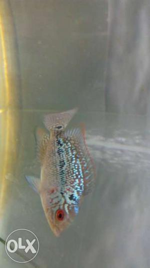 High quality direct import Flowerhorn babies for